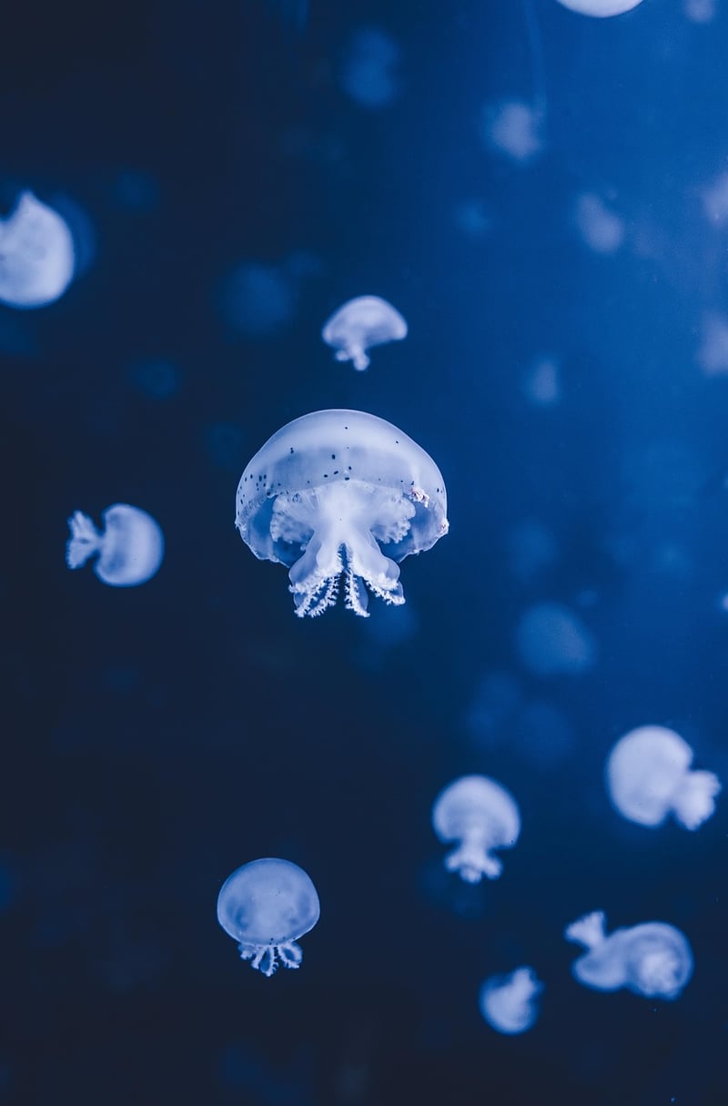 Kraken Image